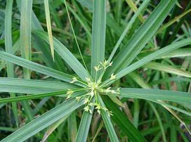Cyperus Papyrus