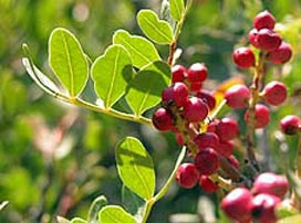 Pistacia Lentiscus