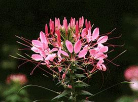 Cleome Hassleriana