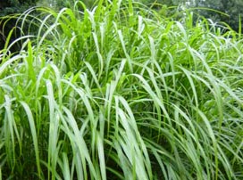 Miscanthus Sinensis Zebrinus