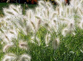 Pennisetum Villosum