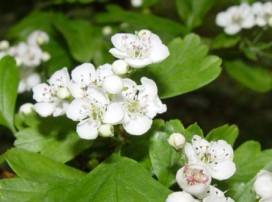 Crataegus Monogyna