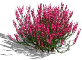 Erica Carnea