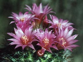 Mammillaria Zeilmanniana