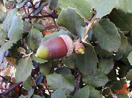 Quercus Ilex Rotundifolia