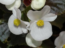Begonia Semperflorens Branca