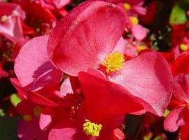 Begonia Semperflorens Verm.