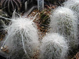 Cephalocereus Senilis