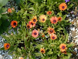 Mesembryanthemum Laranja