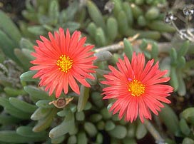 Mesembryanthemum Vermelho