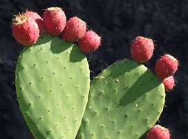 Opuntia Ficus Indica