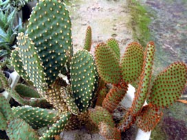 Opuntia Microdasys