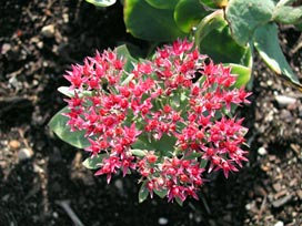 Sedum Spectabile