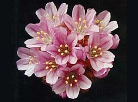 Armeria Maritima