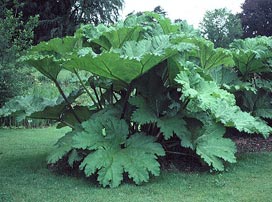 Gunnera Manicata