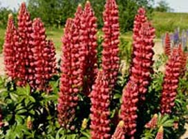 Lupinus Russel