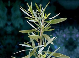Artemisia Dracunculus