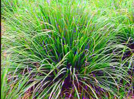 Cymbopogon Citratus