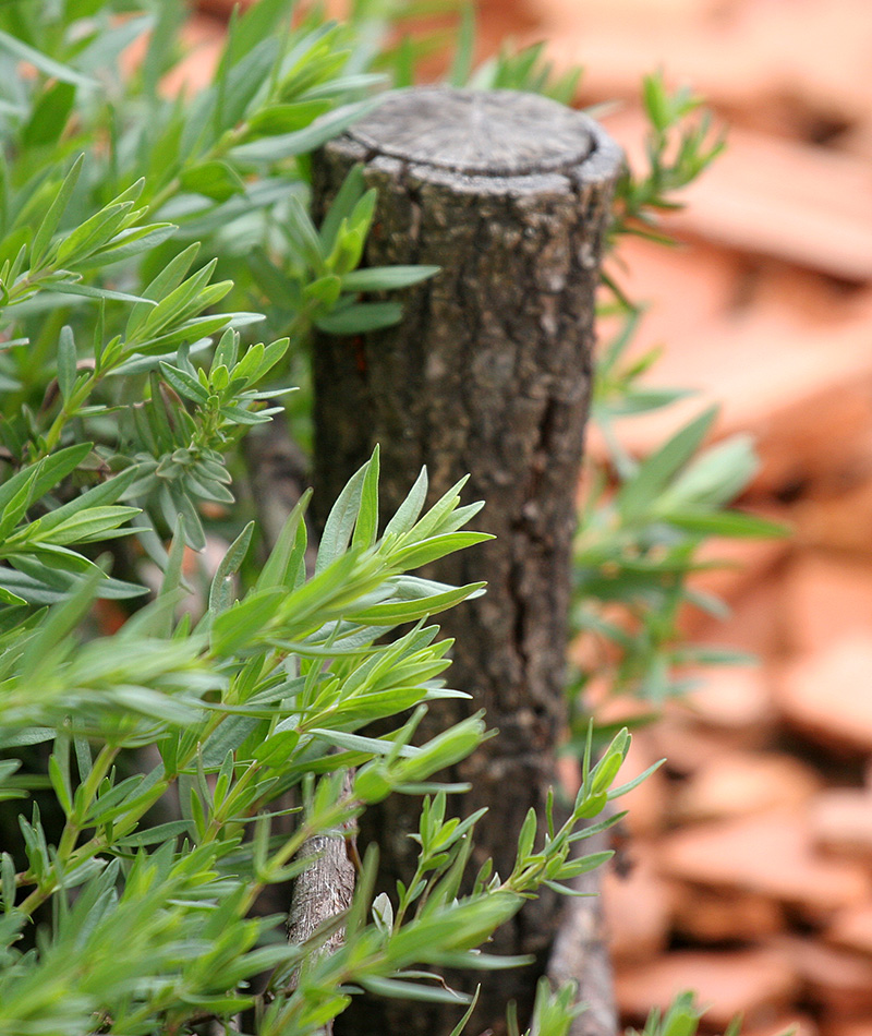 Perfumes da Natureza
