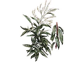 Lippia Citriodora