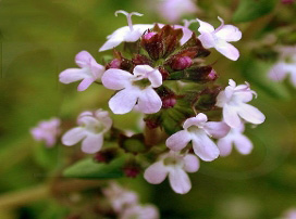 Thymus Vulgaris