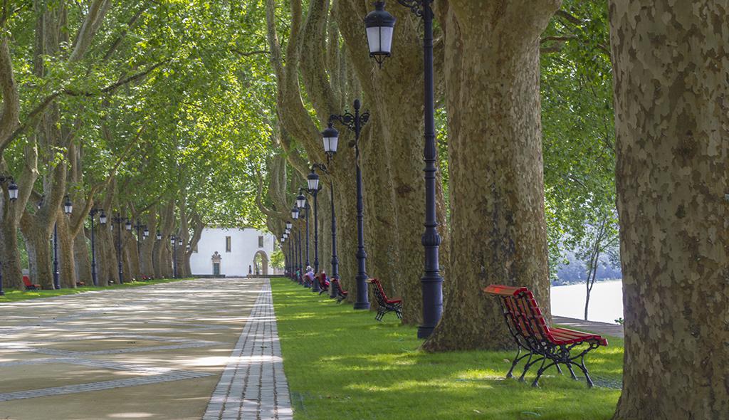Avenida dos Plátanos