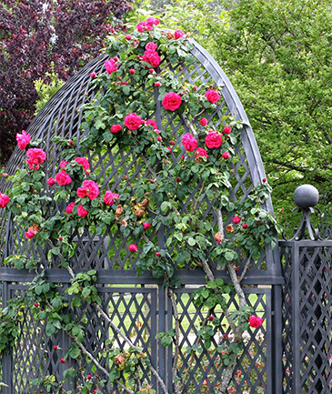 Jardim Renascentista
